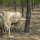 Gesponnener Draht-Feld-Zaun für Rotwild und Ziege